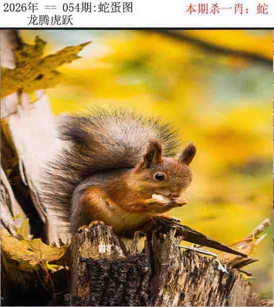 正版蛇蛋图