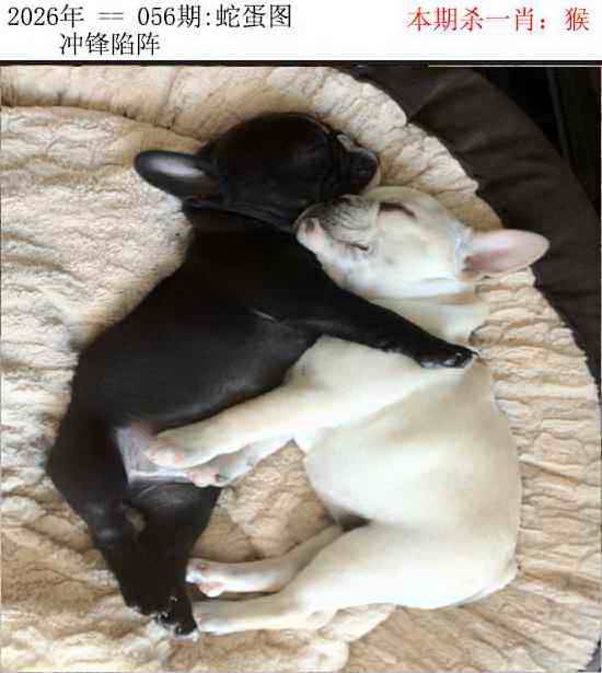 正版蛇蛋图