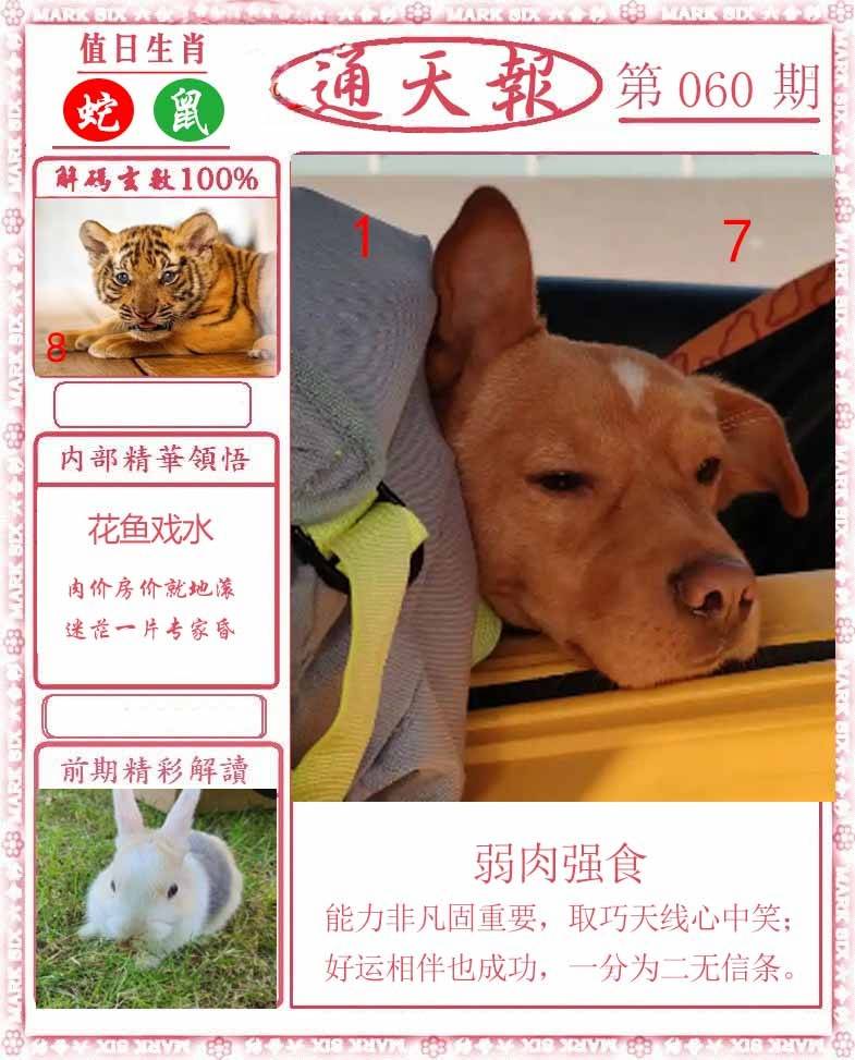 正版通天报