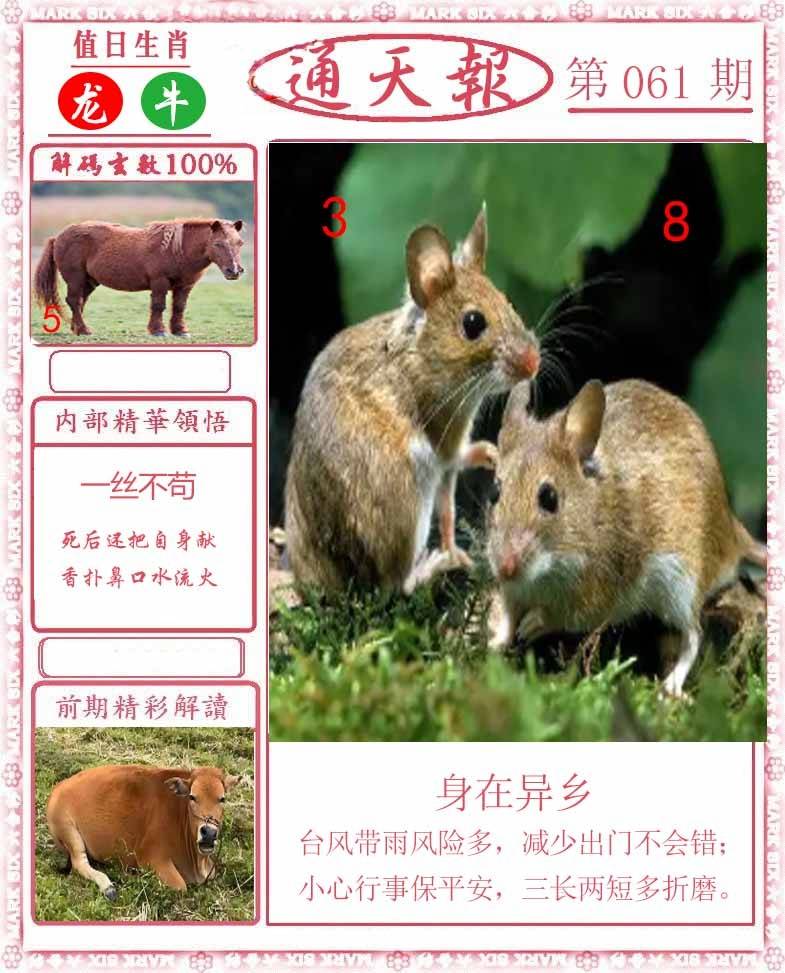 正版通天报